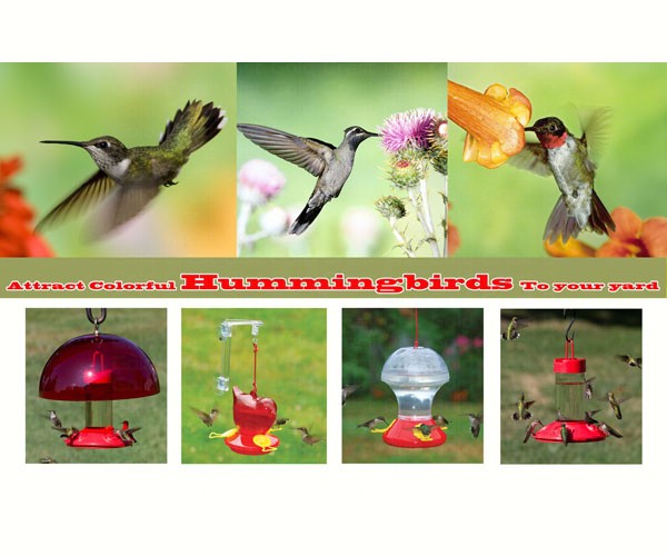 Promotional Postcards Attracting Hummingbirds