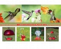 Promotional Postcards Attracting Hummingbirds-SEPOSTHUMMING