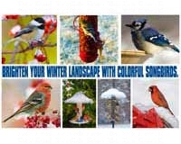 Promotional Postcards Brighten Your Winter Landscape With Colorful Song-SEPOSTWINTER