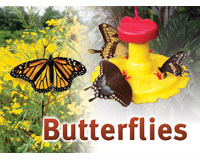 Butterflies Sign-SESIGNBUTTERFLY