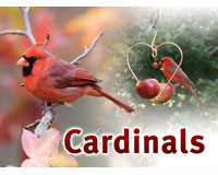 Cardinals Sign-SESIGNCARDINAL