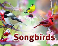 Songbirds Sign-SESIGNSONGBIRD
