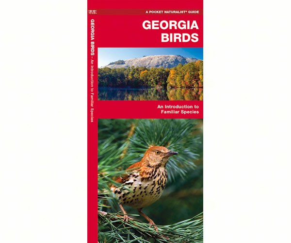 Georgia Birds by James Kavanagh