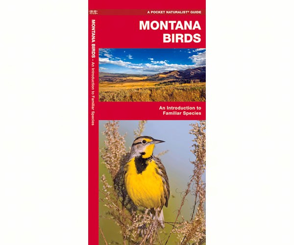 Montana Birds by James Kavanagh