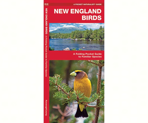 New England Birds by James Kavanagh
