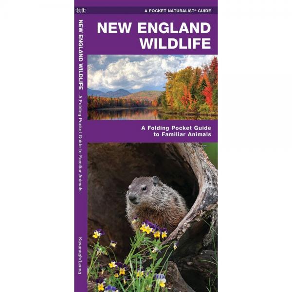 New England Wildlife A Folding Pocket Guide to Familiar Animals