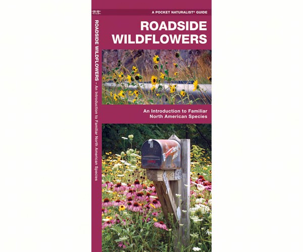 Roadside Wildflowers by James Kavanagh
