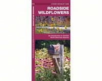 Roadside Wildflowers by James Kavanagh-WFP1583551790