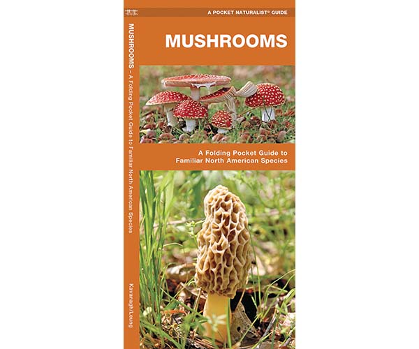 Mushrooms by James Kavanagh