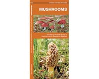 Mushrooms by James Kavanagh-WFP1583551820