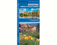 Arizona Tree and Wildflowers by James Kavanagh-WFP1583551882