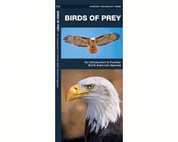 Birds of Prey by James Kavanagh-WFP1583551899