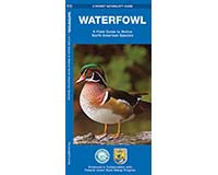 Waterfowl by James Kavanagh-WFP1583556382