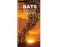 Bats by James Kavanagh-WFP1620051856