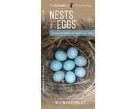 Nest and Eggs by Cornell Lab of Ornithology-WFP1620052259