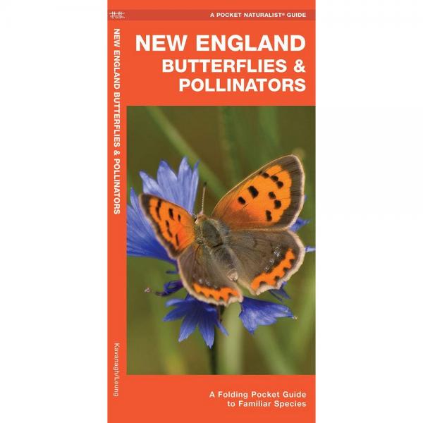 New England Butterflies and Pollinators by James Kavanagh