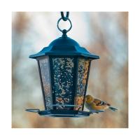 Audubon Black Carriage Lantern Feeder-WL23834